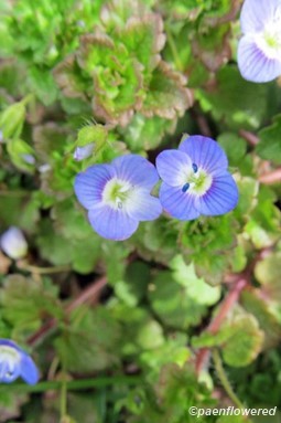 Flowers & leaves