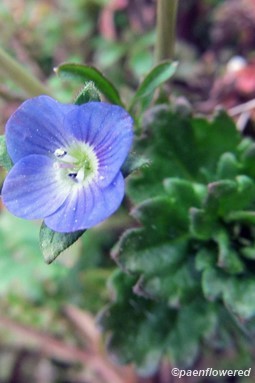 Flower & leaves upclose