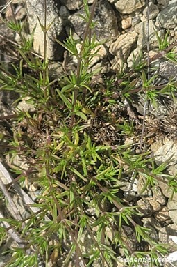 Foliage