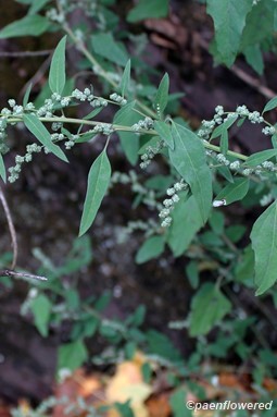 Plant with flower buds