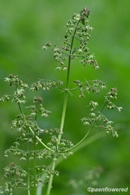 Staminate flowers