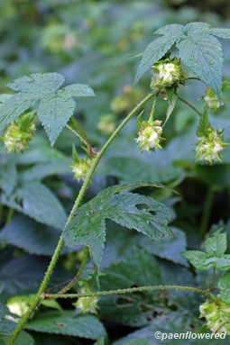 Pistillate flowers