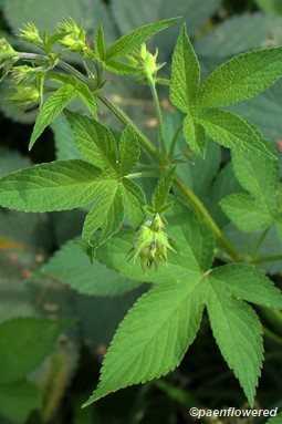 Plant with pistillate flowers