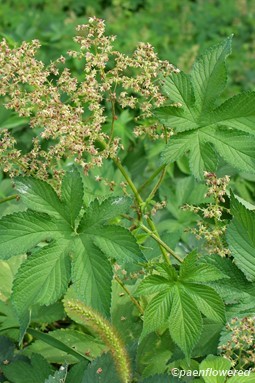 Plant with staminate flowers