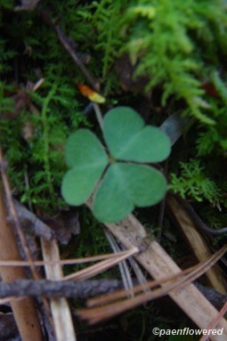 Oxalis montana leaf