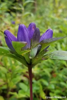 Meadow closed gentian