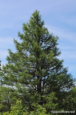 Mature tree
