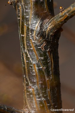 Bark