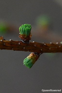 Buds ready to open