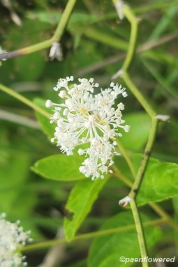 Flowers with background foliage 