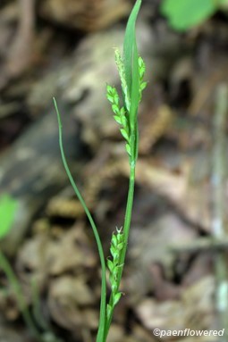 Culm with spikelets