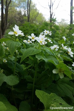 Plant form & habitat