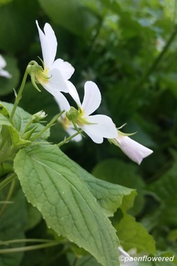 Flowers and leaves
