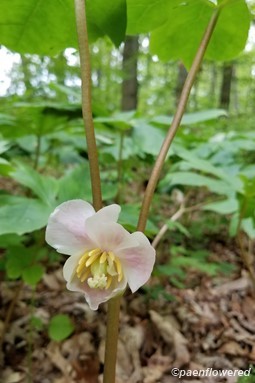 Flower in full bloom