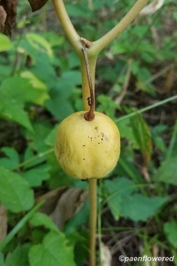 Ripe fruit