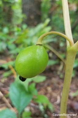 Immature fruit