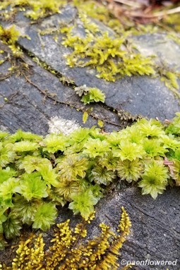 Growing on limestone rock