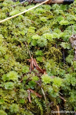 Moss patch