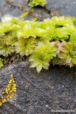 Plant form & habitat