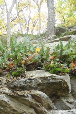 Growing on the rock