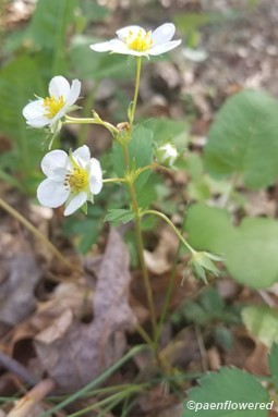 Wood strawberry