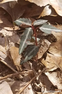 Leaves