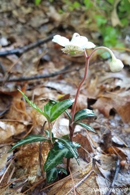 Spotted wintergreen