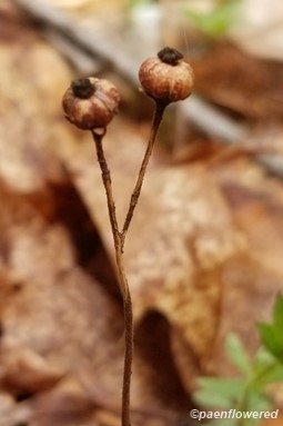 Capsules from last season