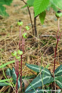 Plant in early fruit