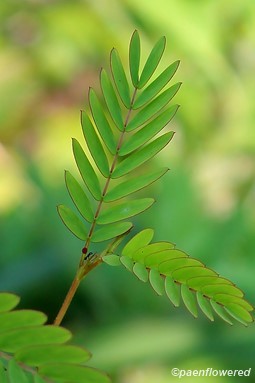 Leaf with petiolar gland