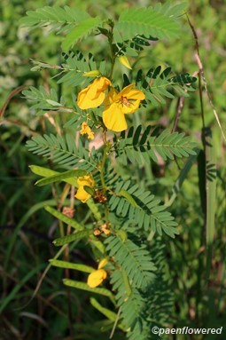 Plant with flowers and developing fruit