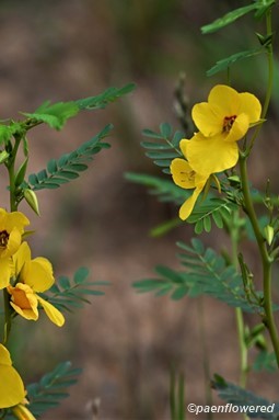 Plants in flower