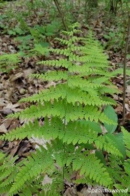 Adult frond