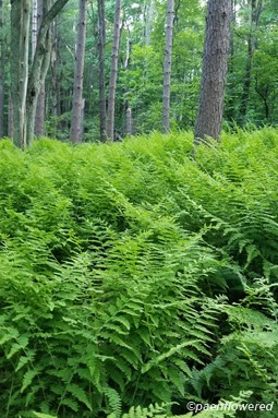 Hay-scented fern colony