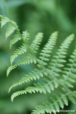 Growing frond