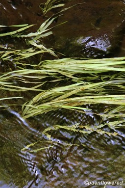 Plants, mostly submerged in freshwater stream