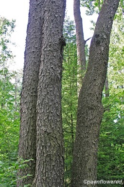 Clump of mature trees