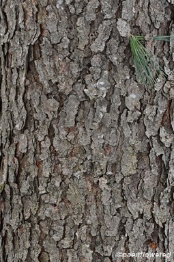 Mature Bark in winter