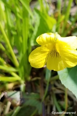 Smooth yellow violet