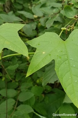Leaves