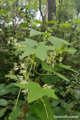 Plant form & habitat