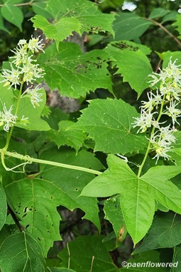 Plant in flower