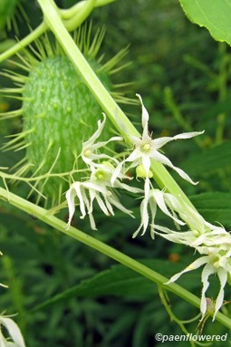 Wild cucumber