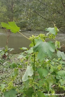 Plant form & habitat