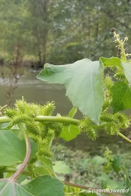 Common cocklebur