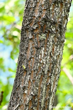 Mature bark