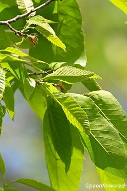 Emerging leaves