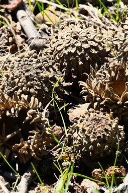 Shaggy acorn caps