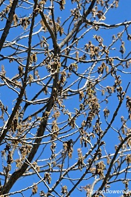Plant in flower