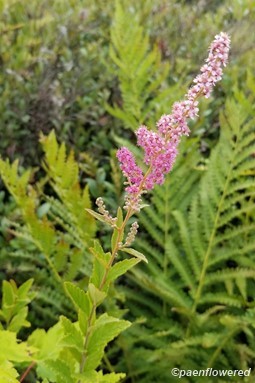 Flowering in the bog